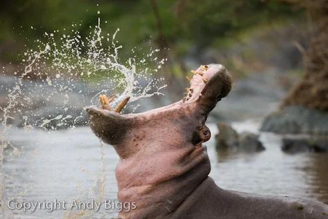 Hippo Yawn