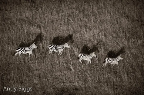 Zebras from Above