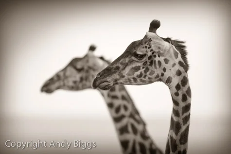 andybiggs_ta02_2giraffeheads_i.jpg