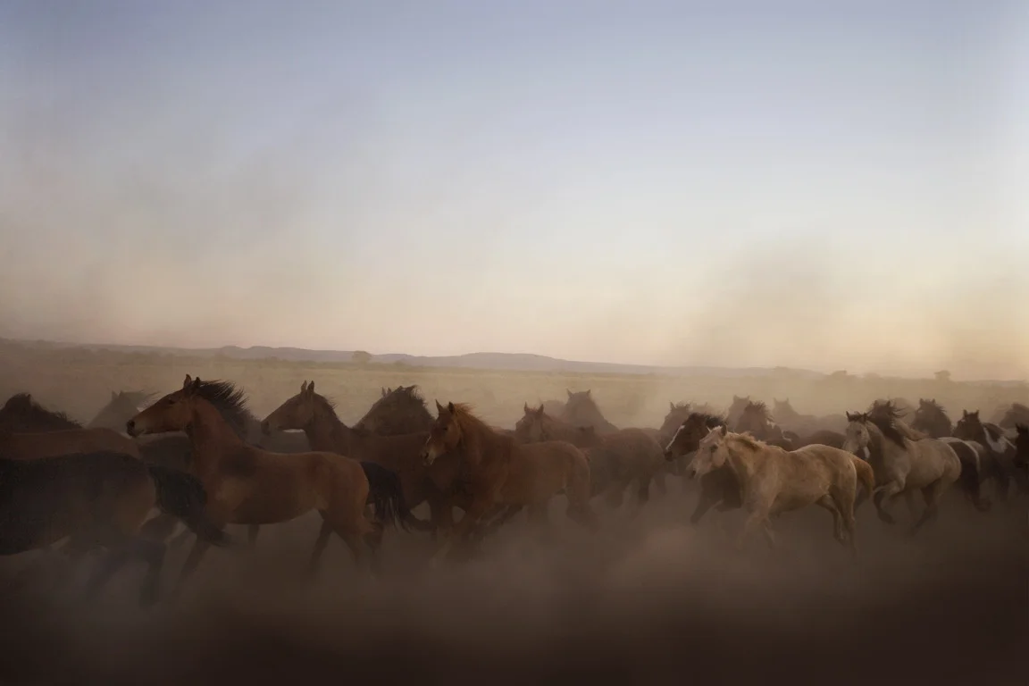 Australian Brumbies