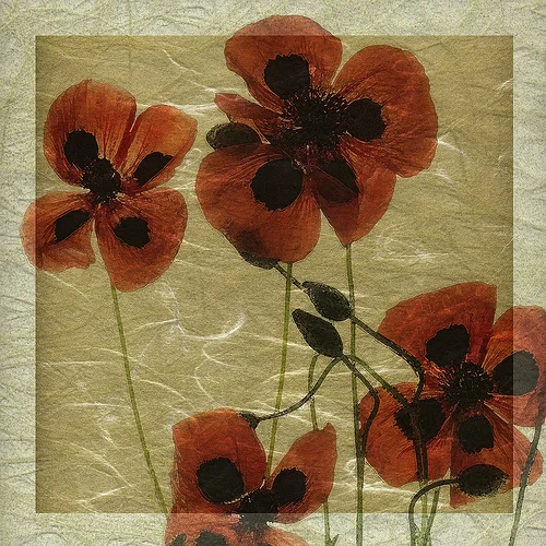greek poppies 4.jpg
