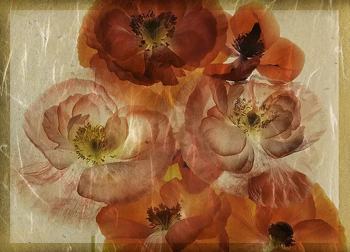 papaver dreams.jpg
