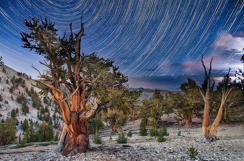distant night storm in the patriarch grove.jpg
