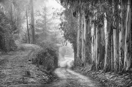 choosing the path.jpg