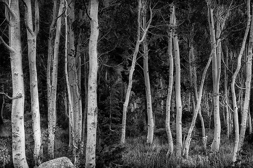 aspens near sonora pass.jpg