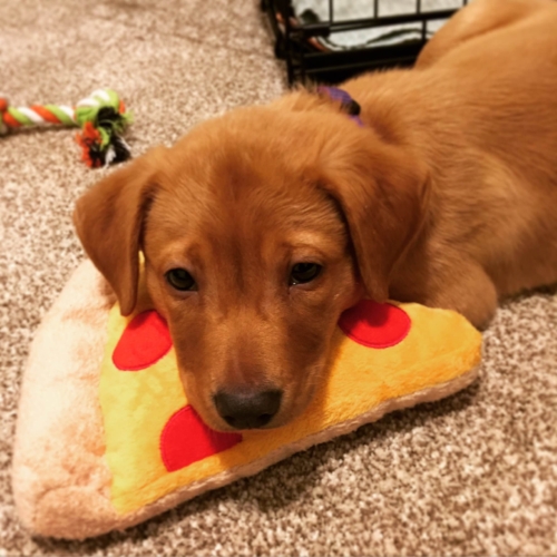 Chowder the dog + pepperoni pizza = ♥