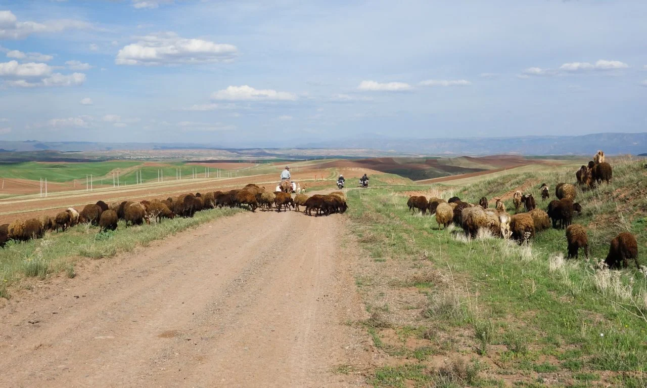 The sheep didn't mind our bikes. But their watchdogs surely did.