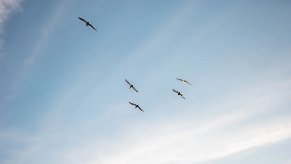 Matt+Steeves+Photography+Weddings+SunDial+Sanibel+CocoLuna+Events+Tom+Trovato+Floral_0020.jpg