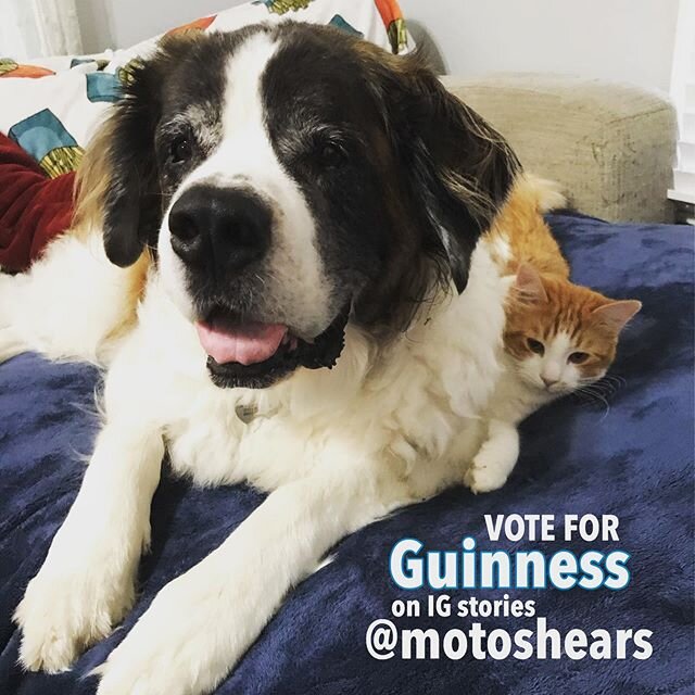 VOTE FOR Guinness❤️ My sweet Sainty-B is in an Instagram cuteness contest TODAY! He&rsquo;s in the FINAL FOUR! He&rsquo;s crushing contests like he&rsquo;s crushing his cat-brother, President Woodrow Wilson! GO TO @motoshears and vote for Guinness in