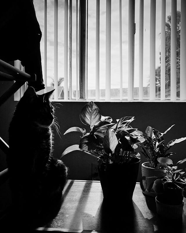 It&rsquo;s Laundry Day. 🧺 🌱 🐾 .
.
.
.
. #mondayvibes #laundrydays #curiousity #plantcareday #plantcareisselfcare #plantcaretips #sunlightphotography #sunlight #naturalight #windowlightportrait #windowlight #vscocam📷 #vscocam #vsco #blackandwhite 