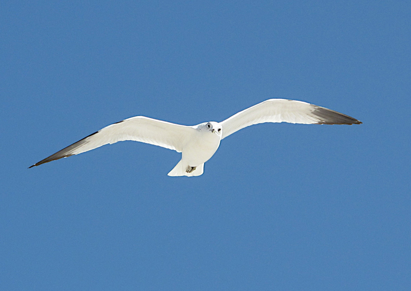 all about seagulls