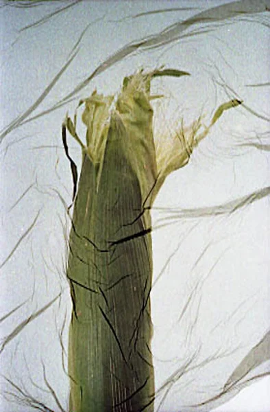 corn