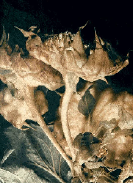 dried sunflower