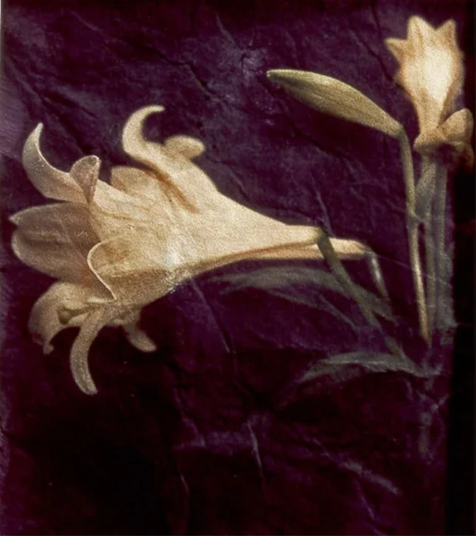 trumpet lilies