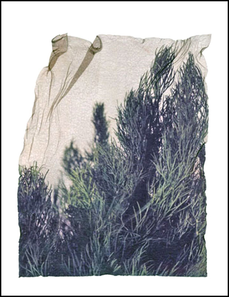 soft_emulsion_image_transfers_dill.jpg
