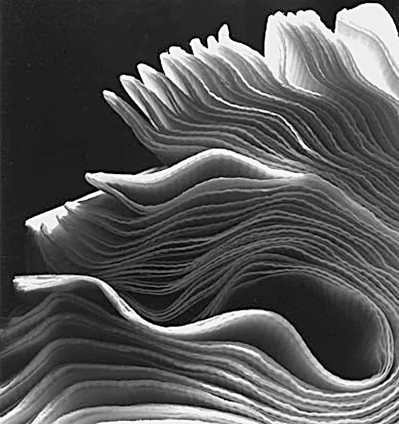 paper_lunch_napkins_800x600full.jpg
