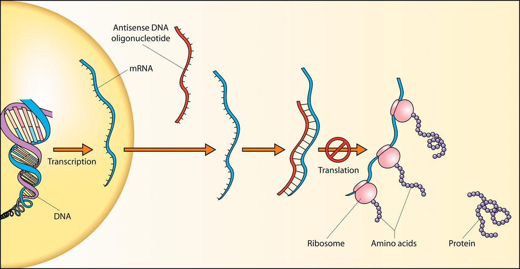 antisense-DNA.png