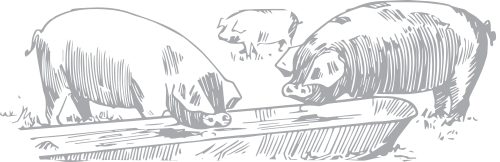 pigs-white.png