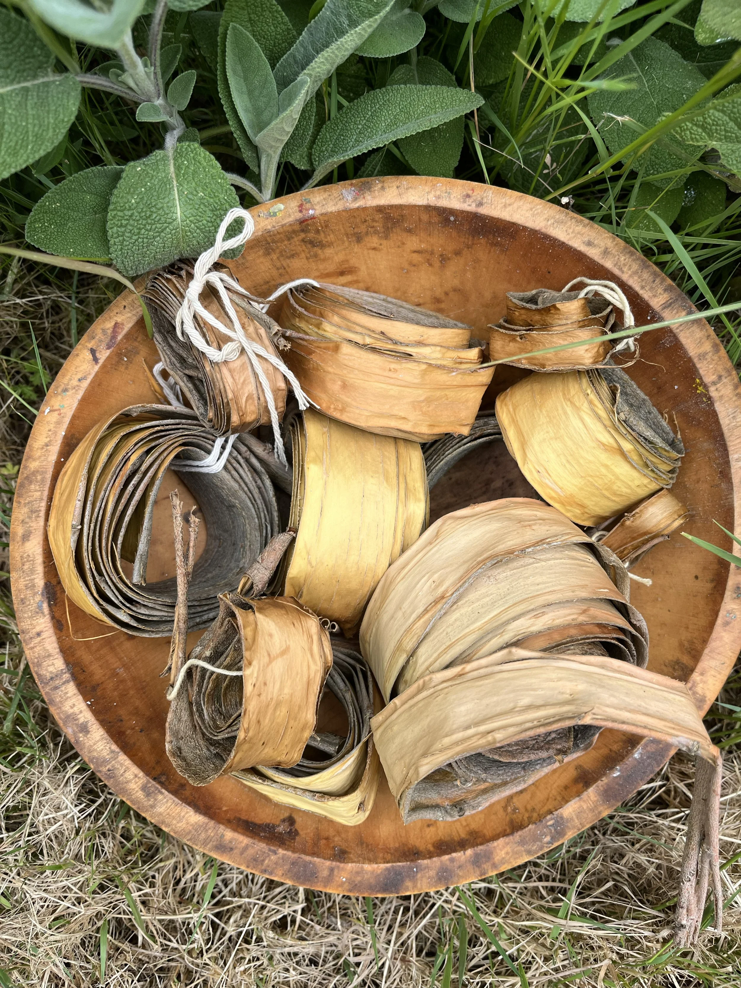 Willow Plot Maintenance and Willow Bark Harvest