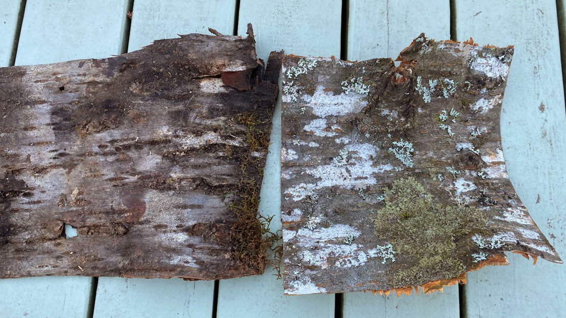 Cherry Bark Gathering 2026, Estacada, OR