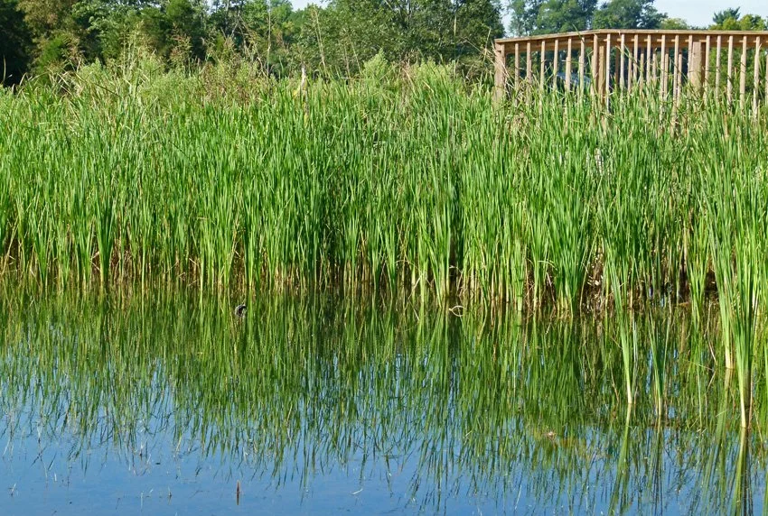 Cattail (Typha latifolia) Gathering 2026