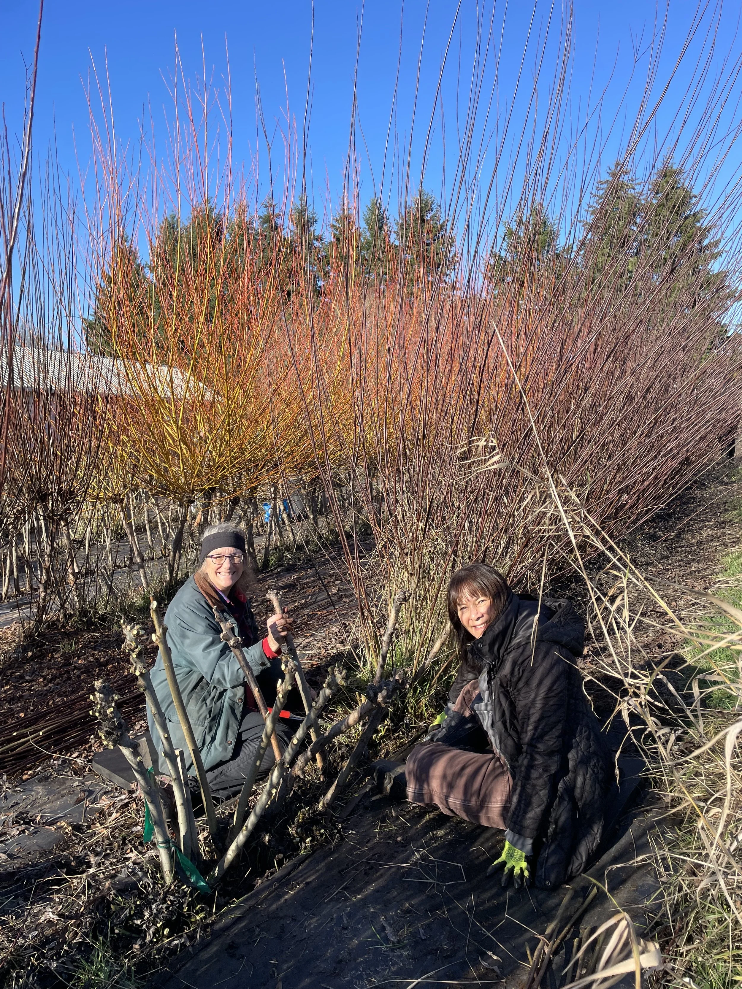 Training for Willow Harvest Leads