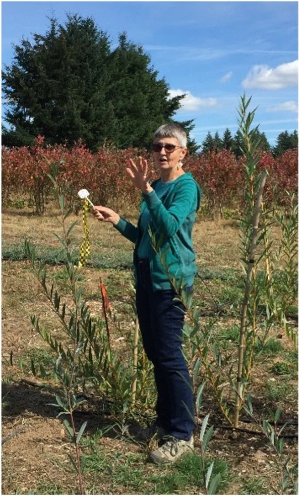 carol horvath willow growing class.jpg