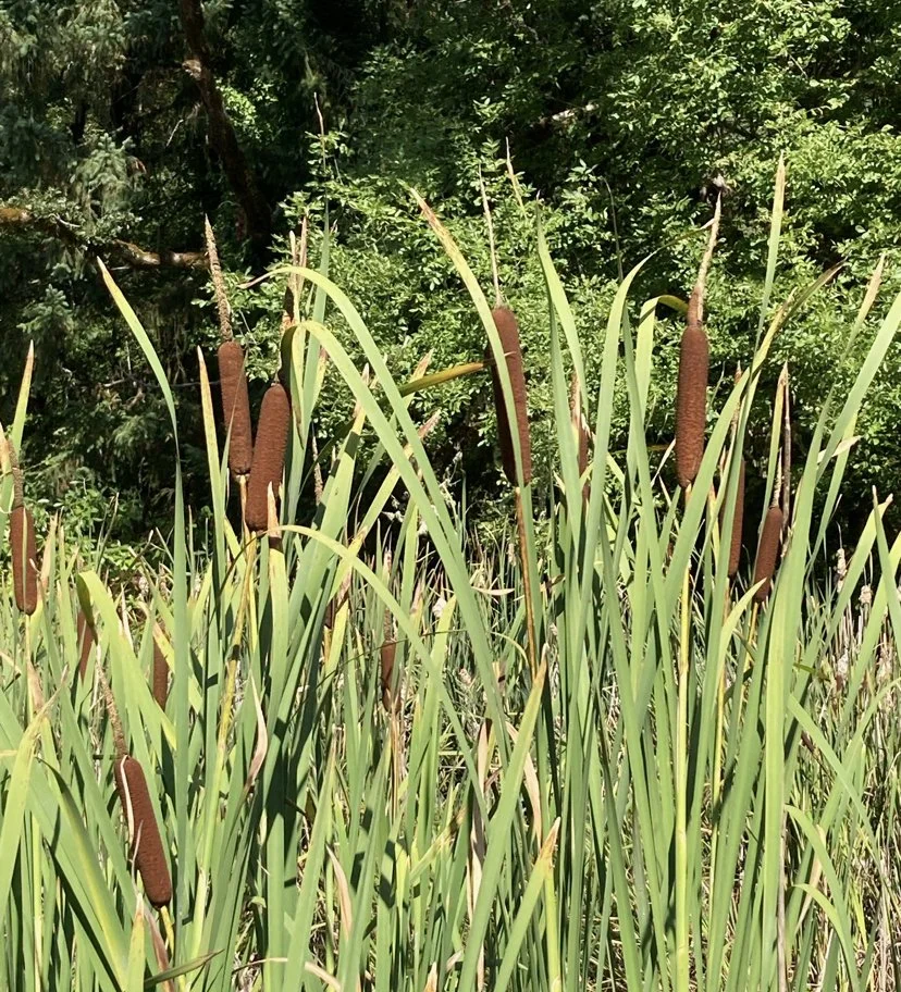 cattails for gathering.jpg