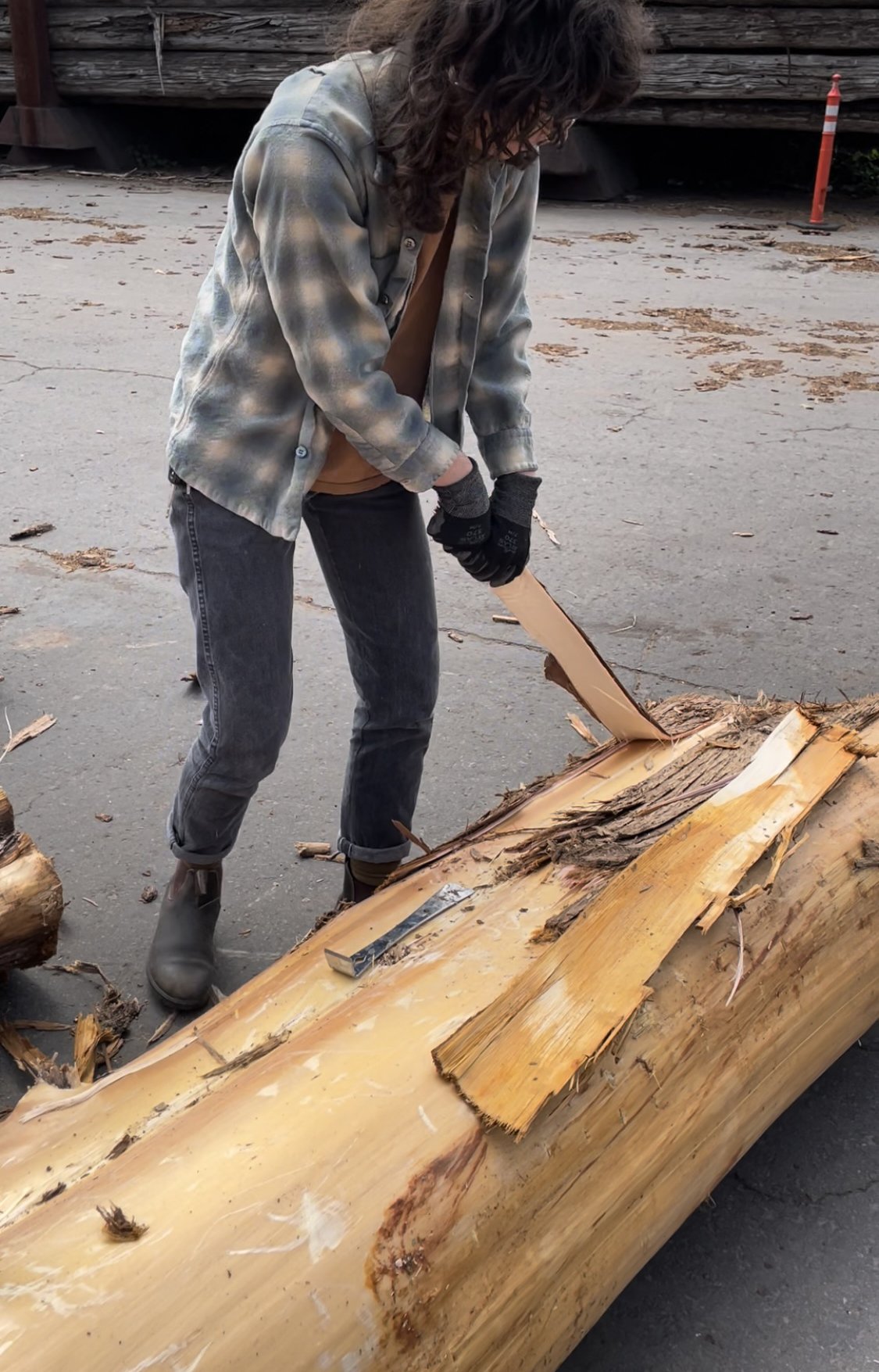 harvesting cedar bark.jpg