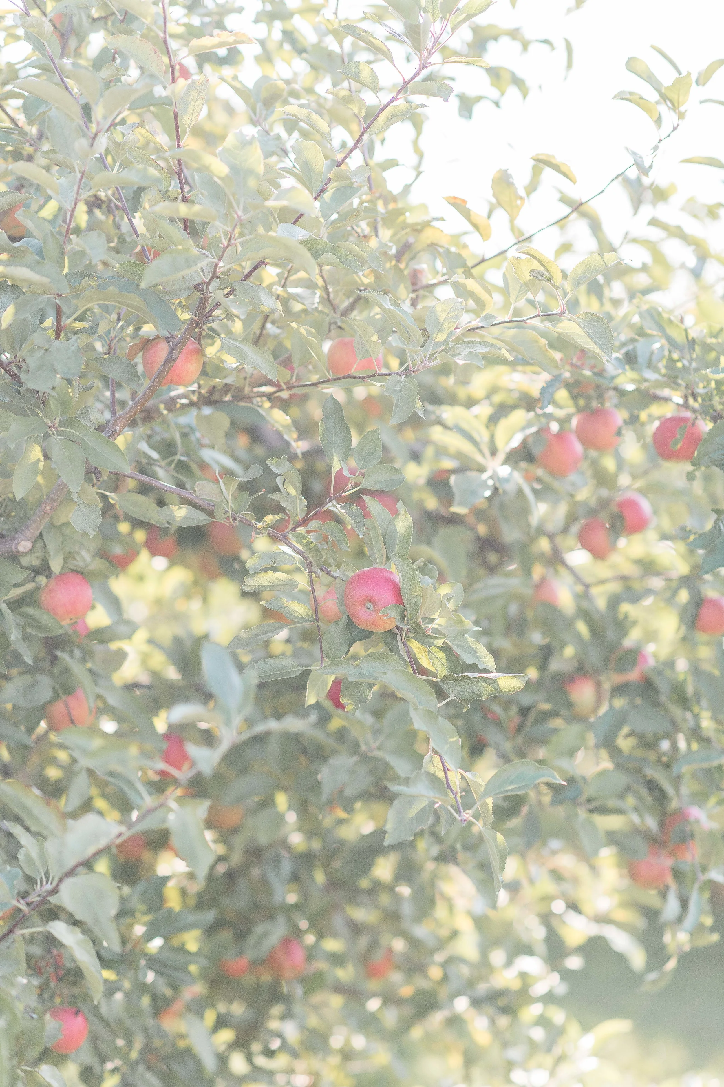 DSC_5276.jpg