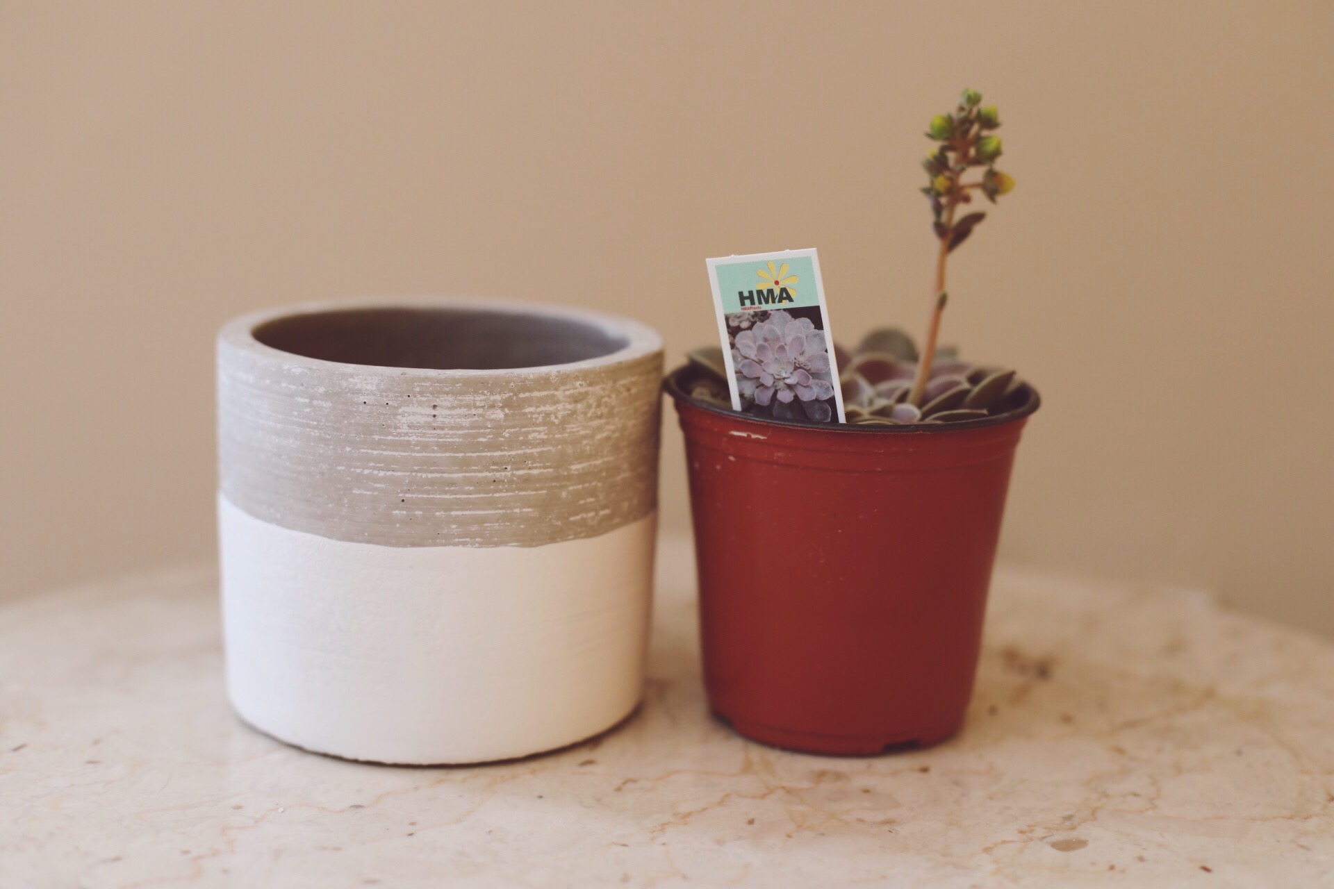 Pair your plant with the best fitting pot. 