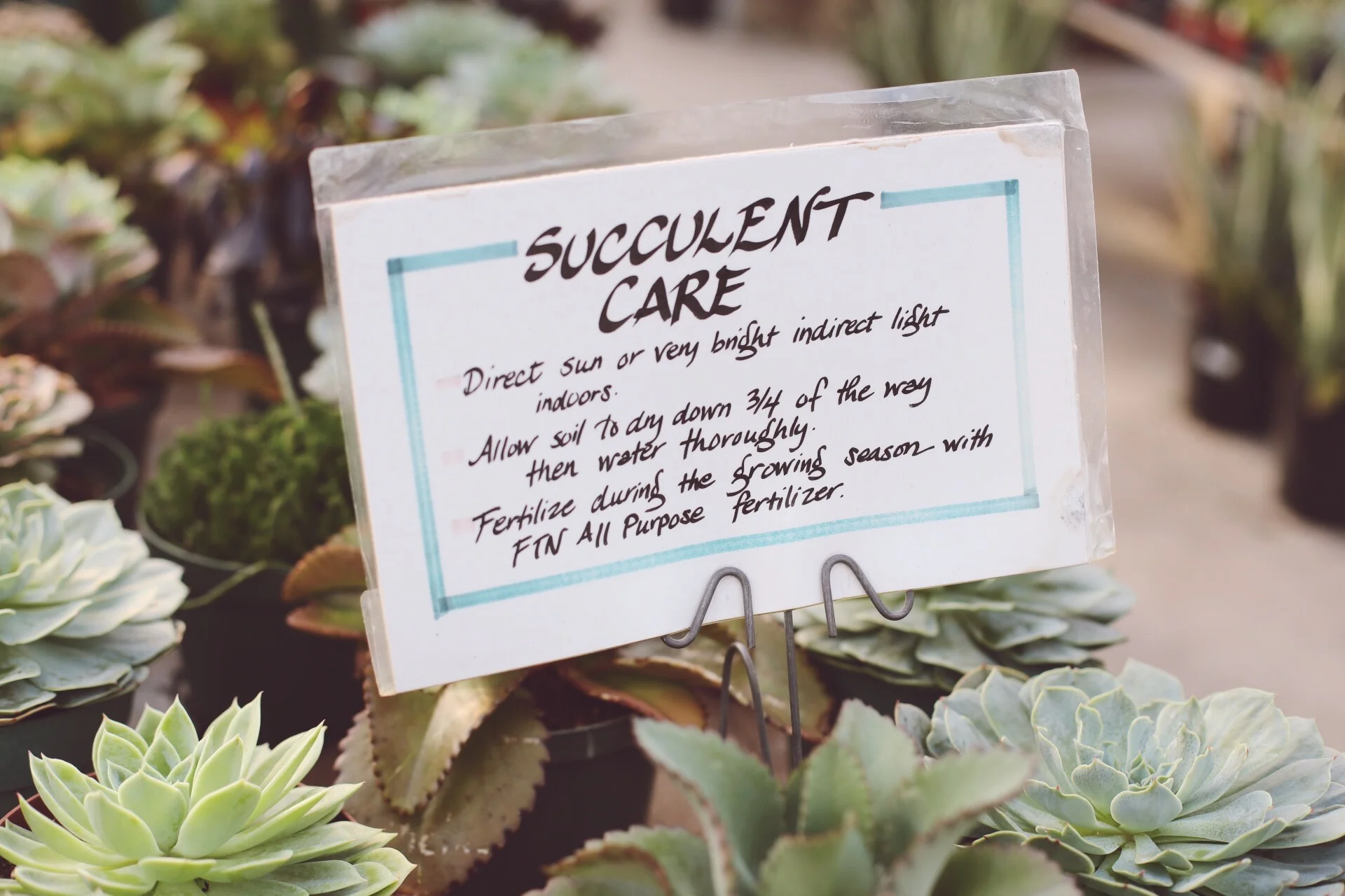  The wonderful thing about these plants is they are not HIGH MAINTENANCE.  &gt; During their dormant months (late fall/winter) it is literally best to make sure they are getting light and then basically forget about them. For the dormant months we fi