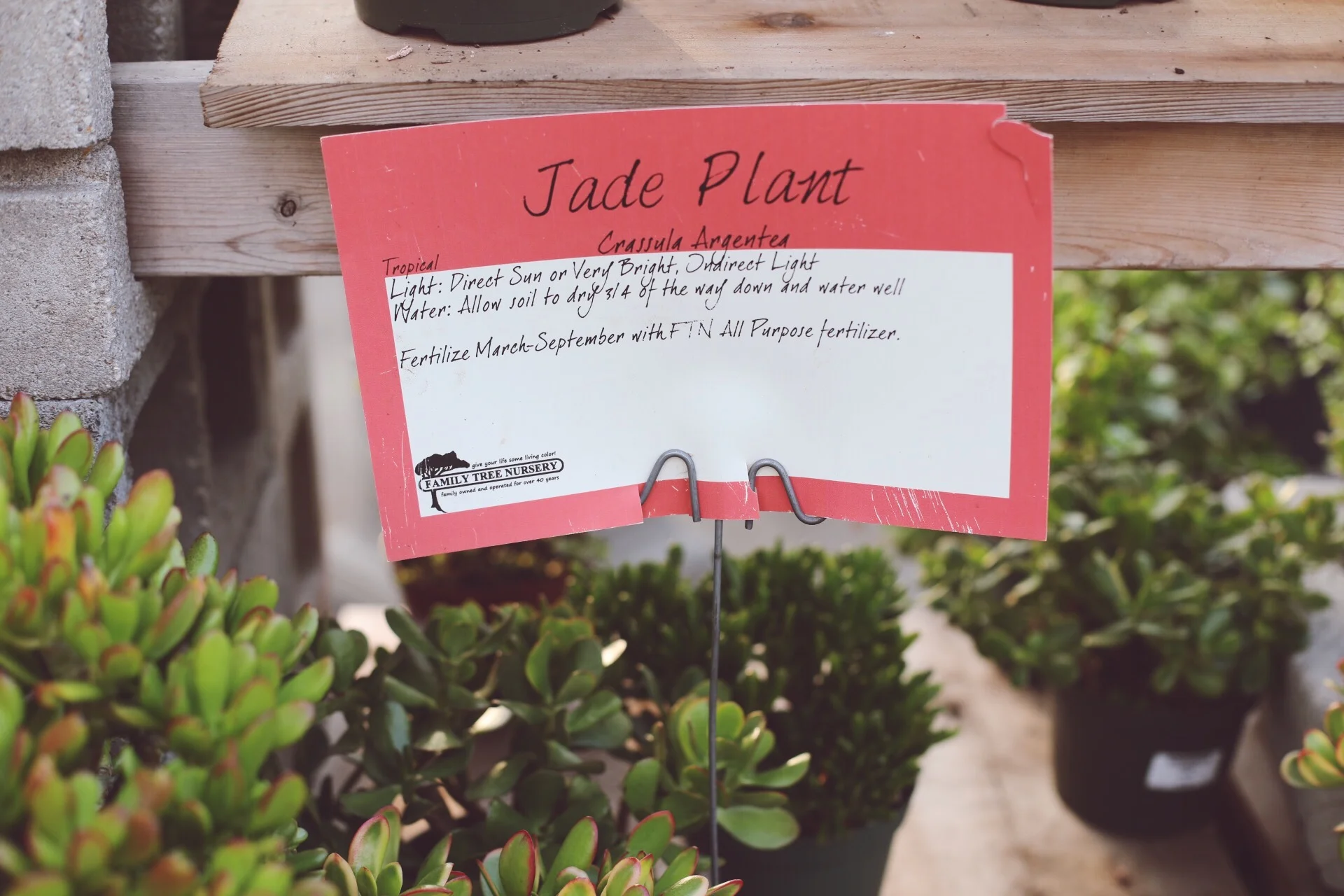 Succulent & Cacti CARE