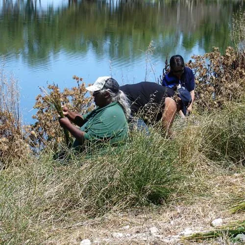 Ngarrindjeri Bush Tucker