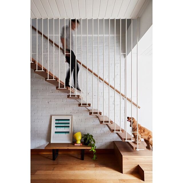 Action shot. 🐶 Huxley being a good boy. 
#WeArchitectsRedfernSemi 
Builder || @stipobuildingprojectservices 
Engineer || @cantileverengineers
Photo || @lucremond