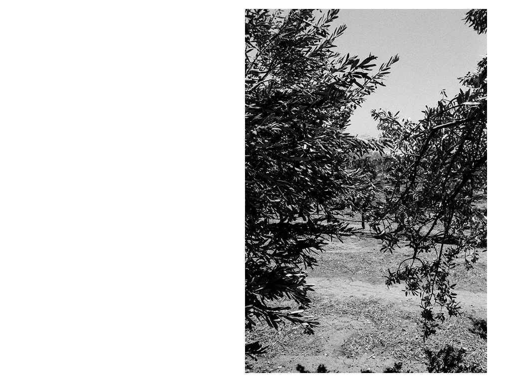 FRUITS OF THE VALLEYMETAXIA COUSTAS ODES STUDIO.jpg