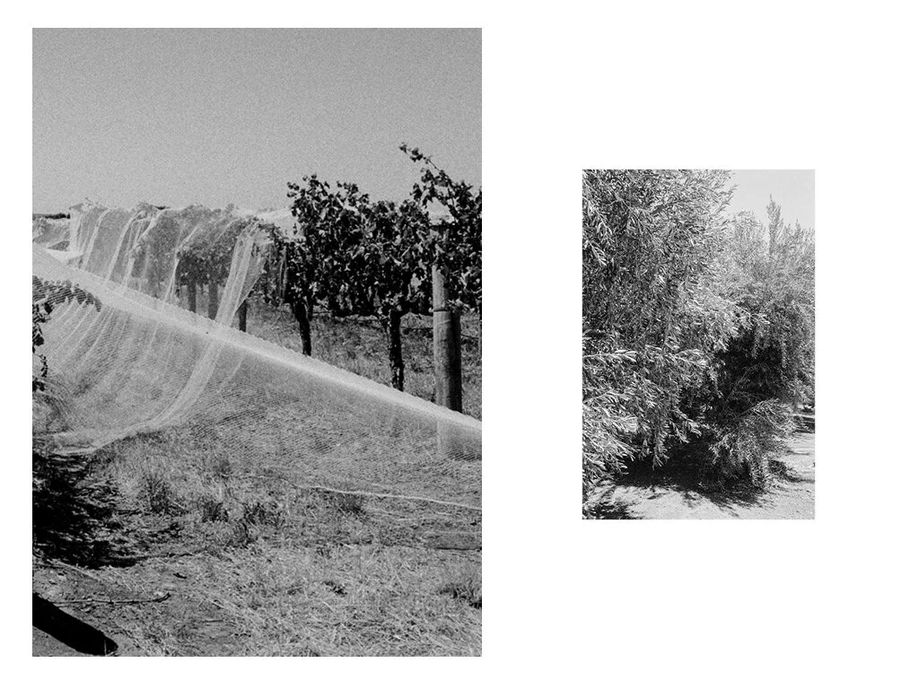 FRUITS OF THE VALLEYMETAXIA COUSTAS ODES STUDIO3.jpg