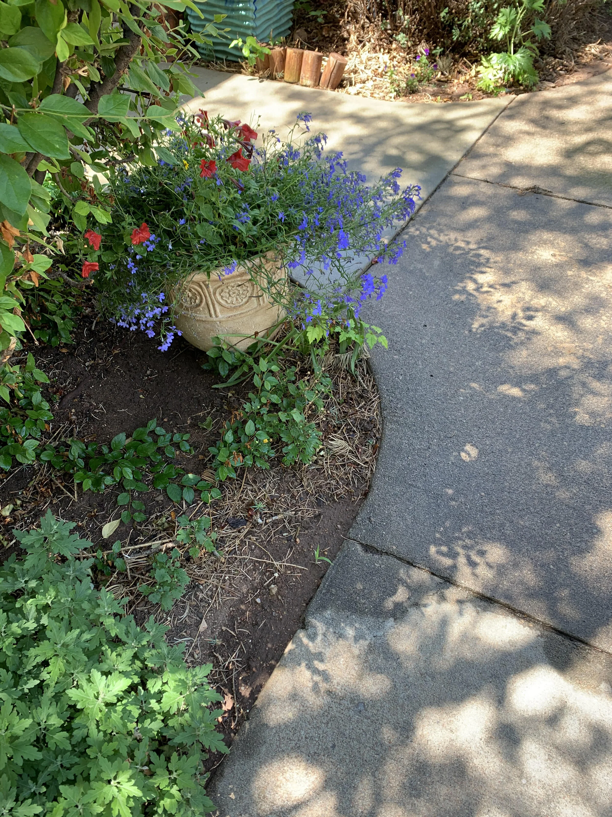 flowers.jpg