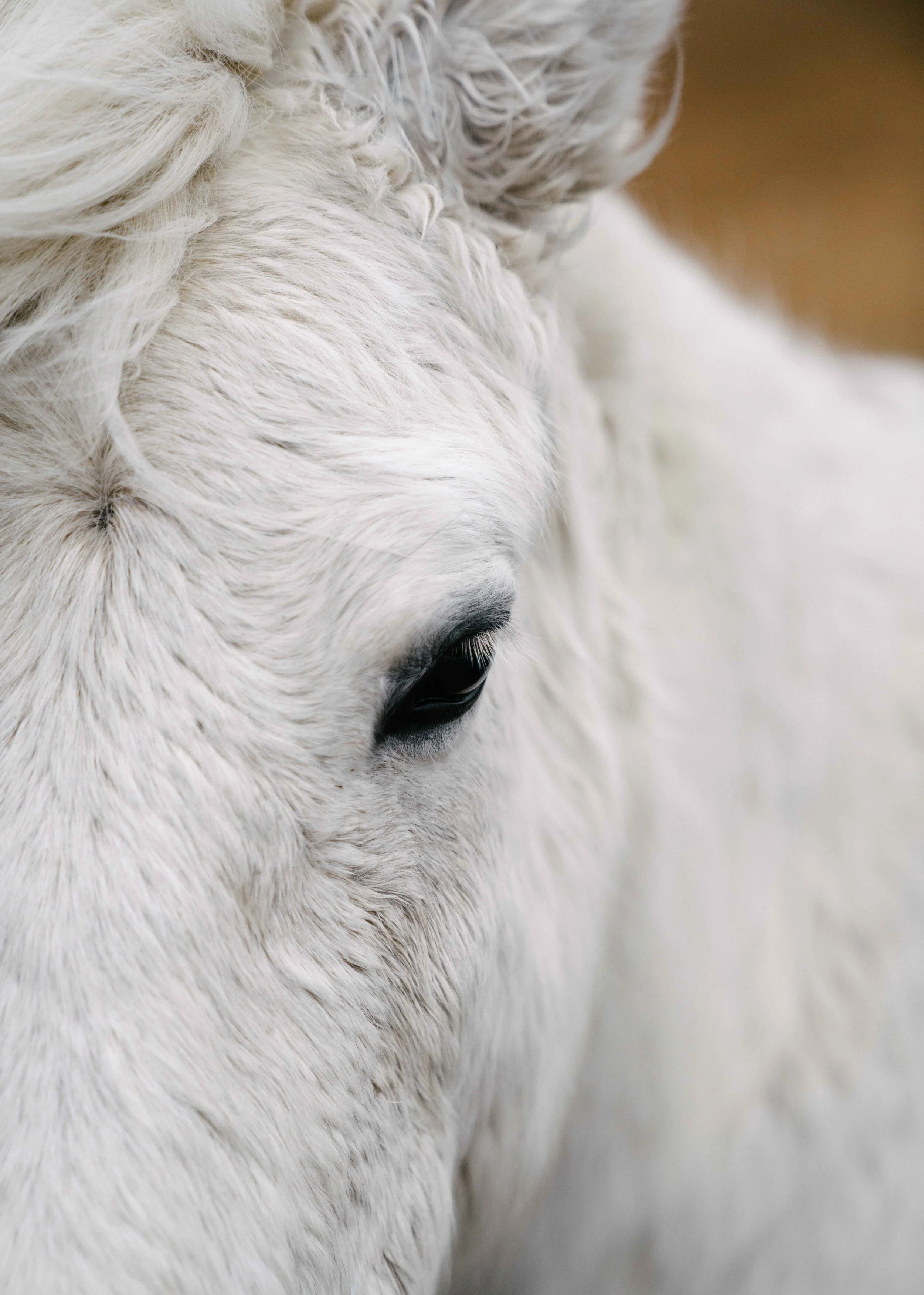 Iceland digital horse.jpg
