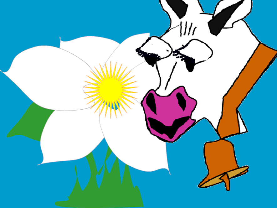cow smelling flower.jpg