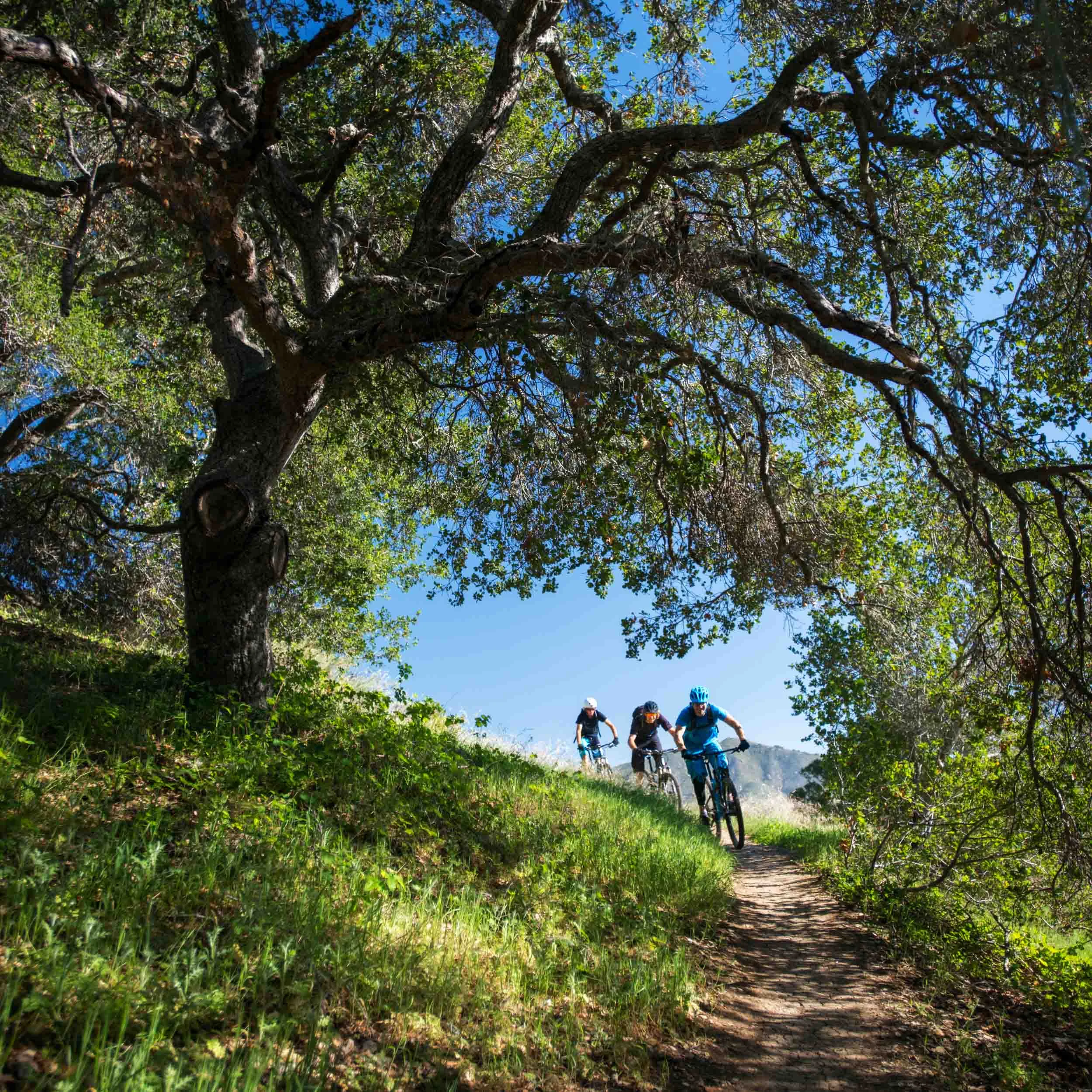 kman_cyclery_tree_trail_mtb_crop_w.jpg