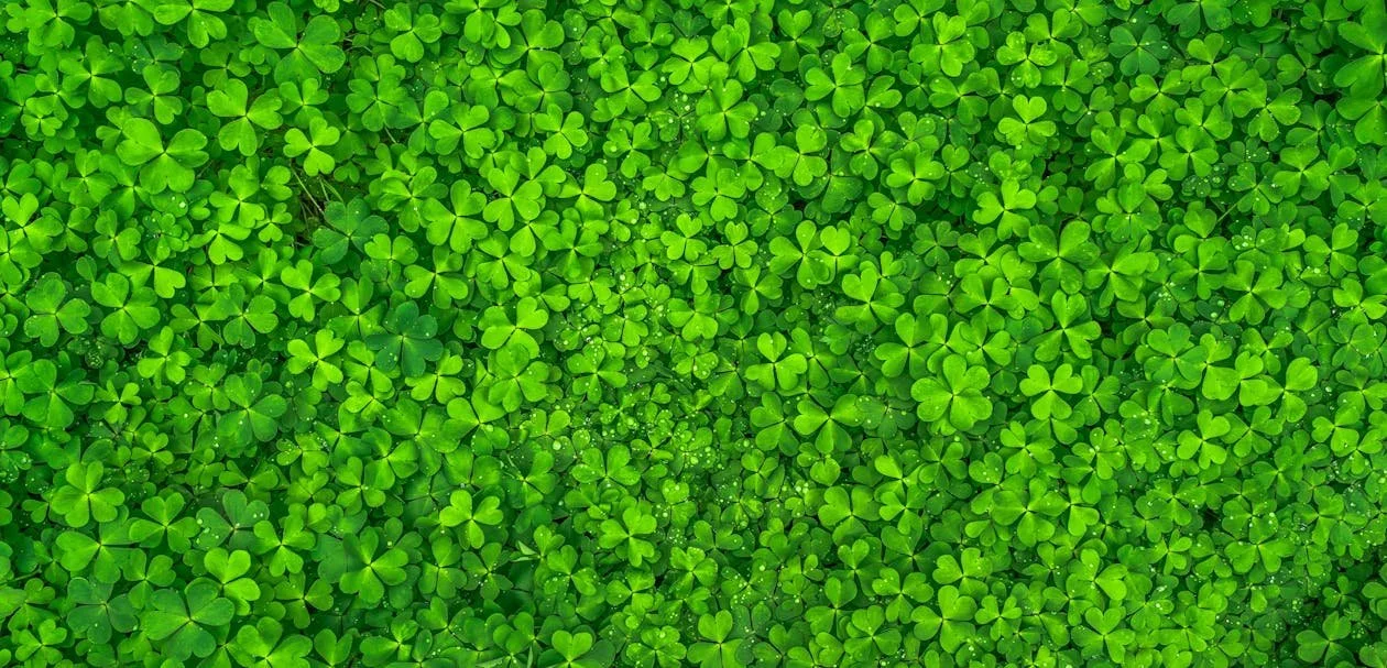 clovers.jpeg