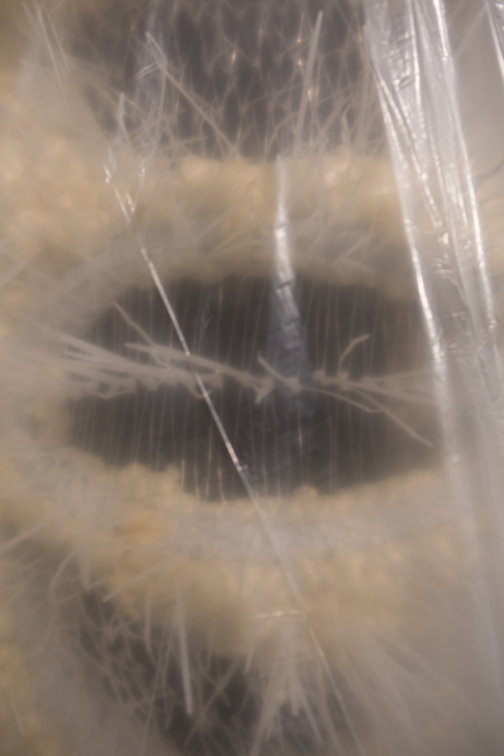 Alius.detail.jpeg