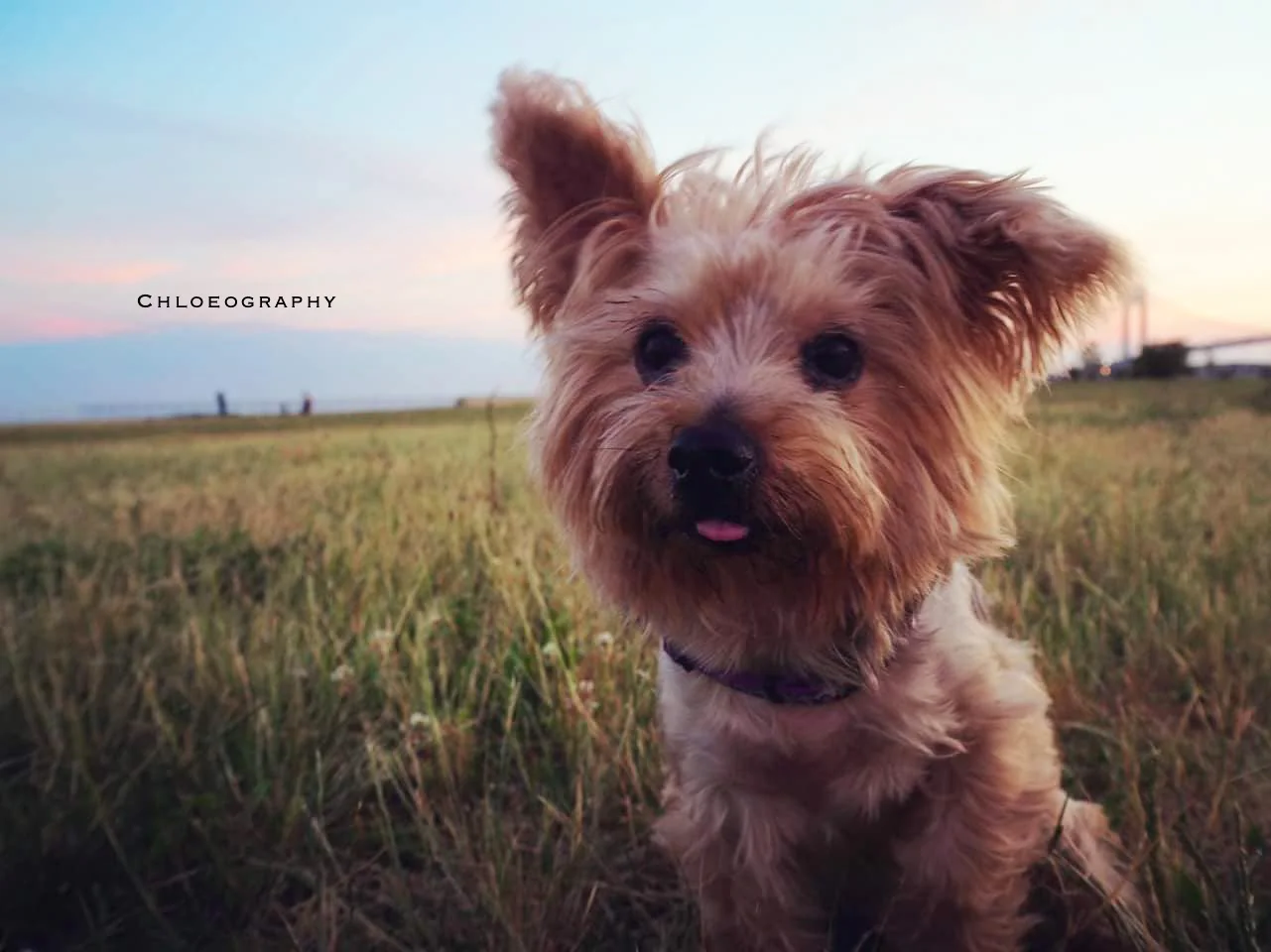 69392583_2186587344785237_3493634803540951040_o copy.jpg