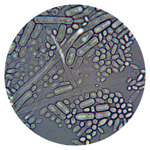 Exploring Gut Fundamentals