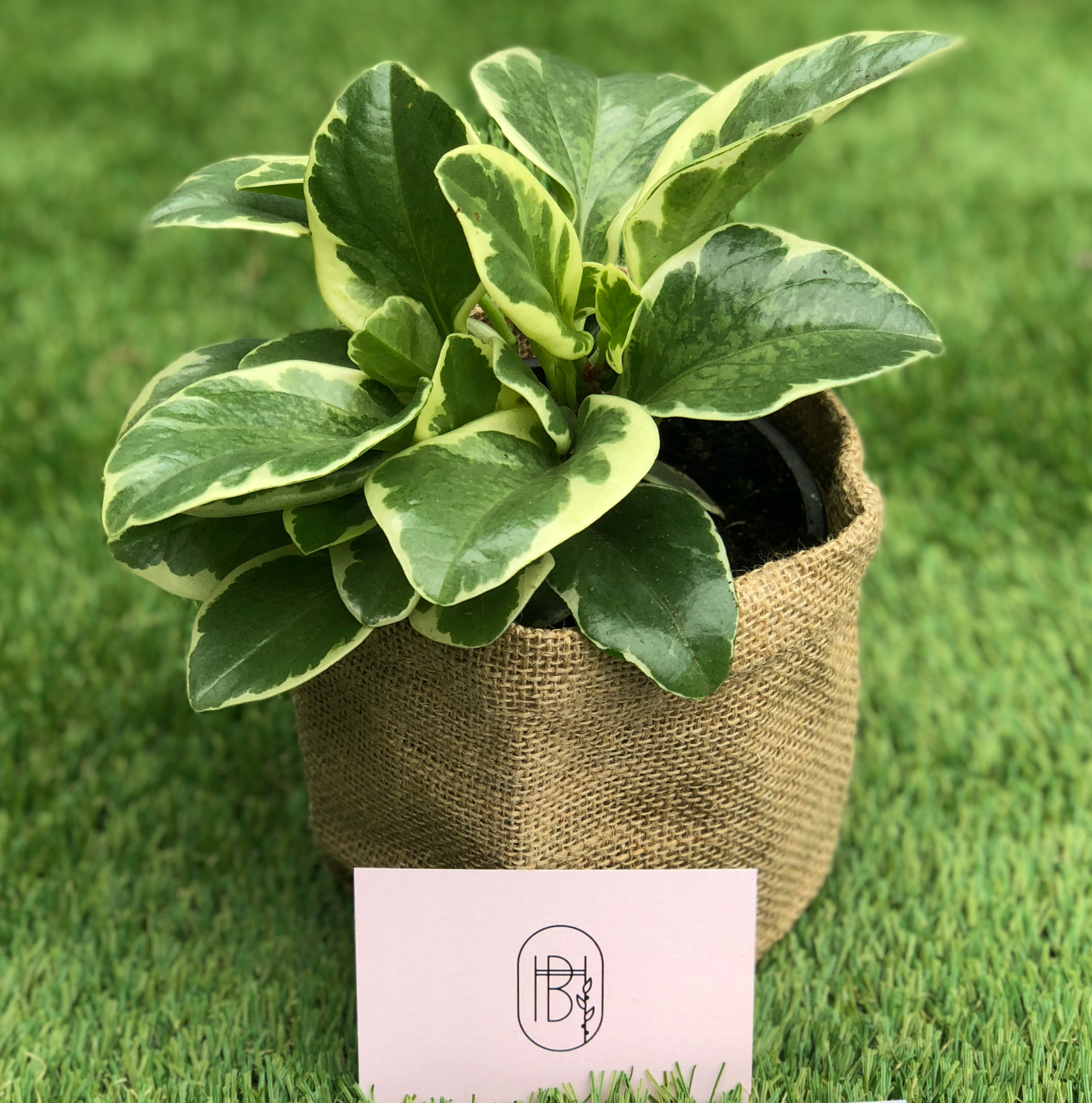 variegated-jade-small-square.jpg