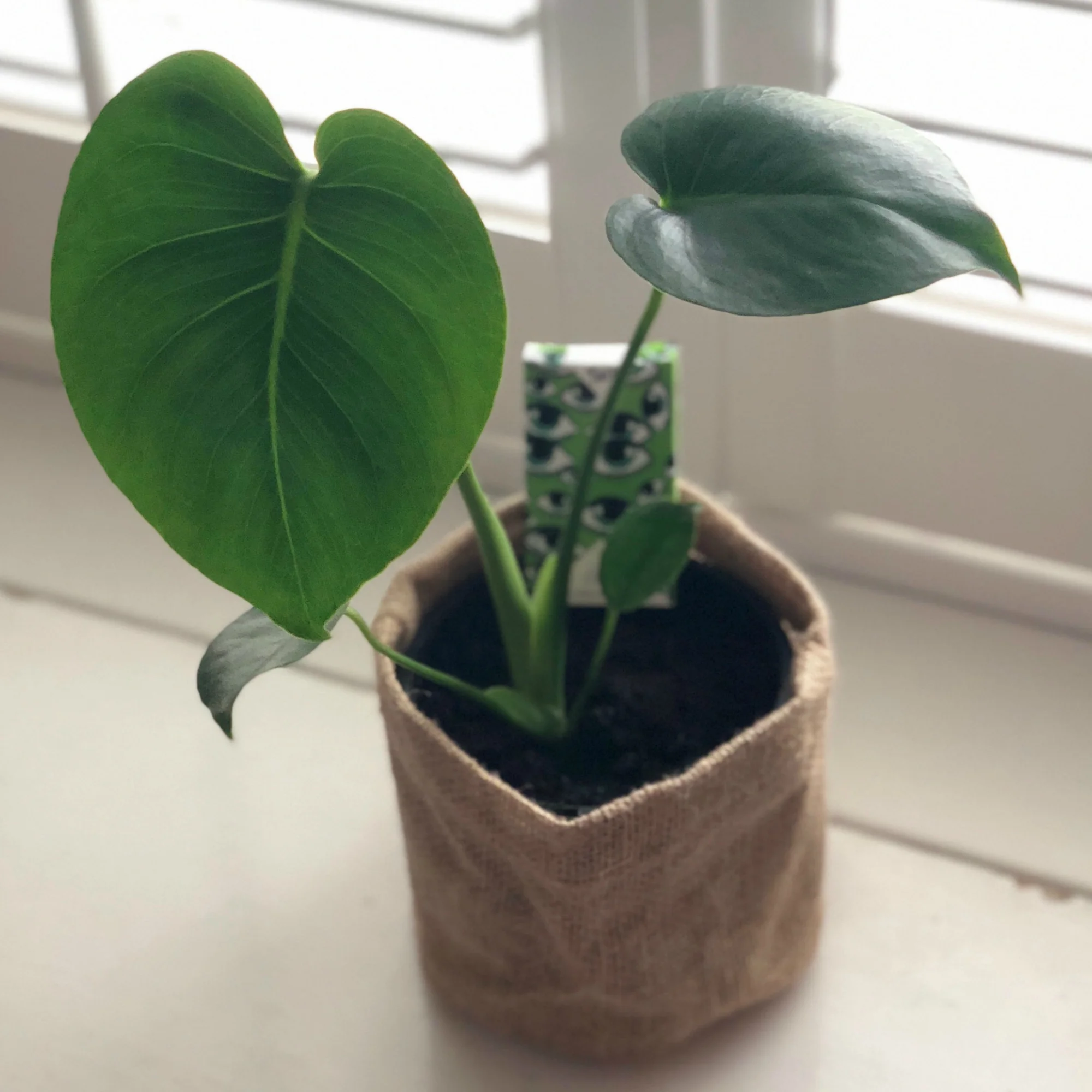 monstera-and-chill-choc.jpg