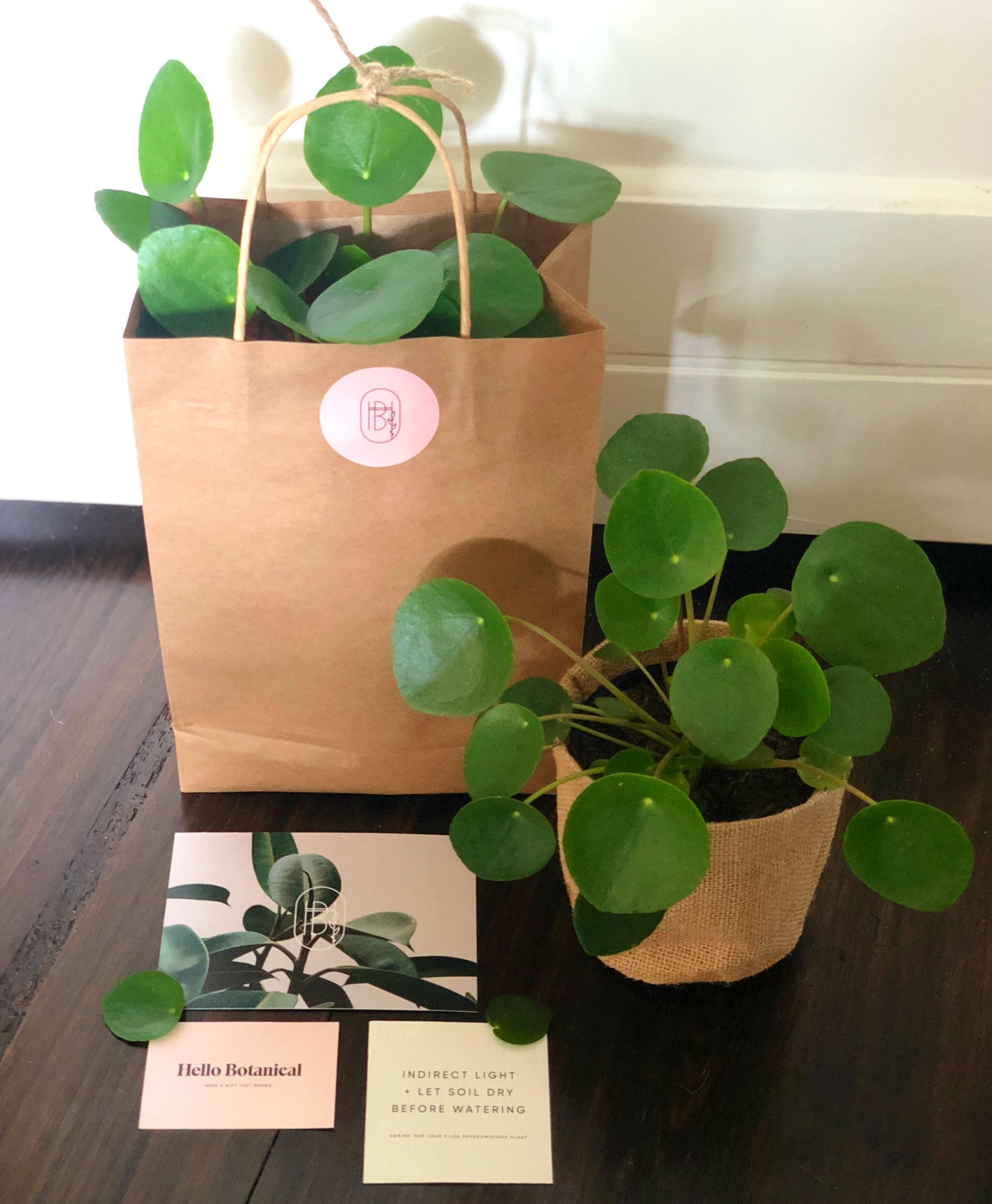Geelong Gift Delivery | Indoor Plant