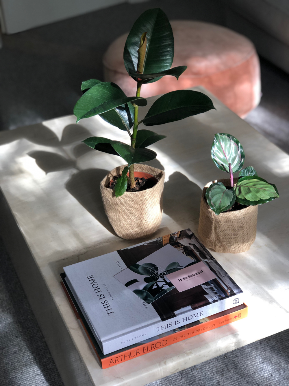 mystery-duo-calathea-ficus-styled.jpg