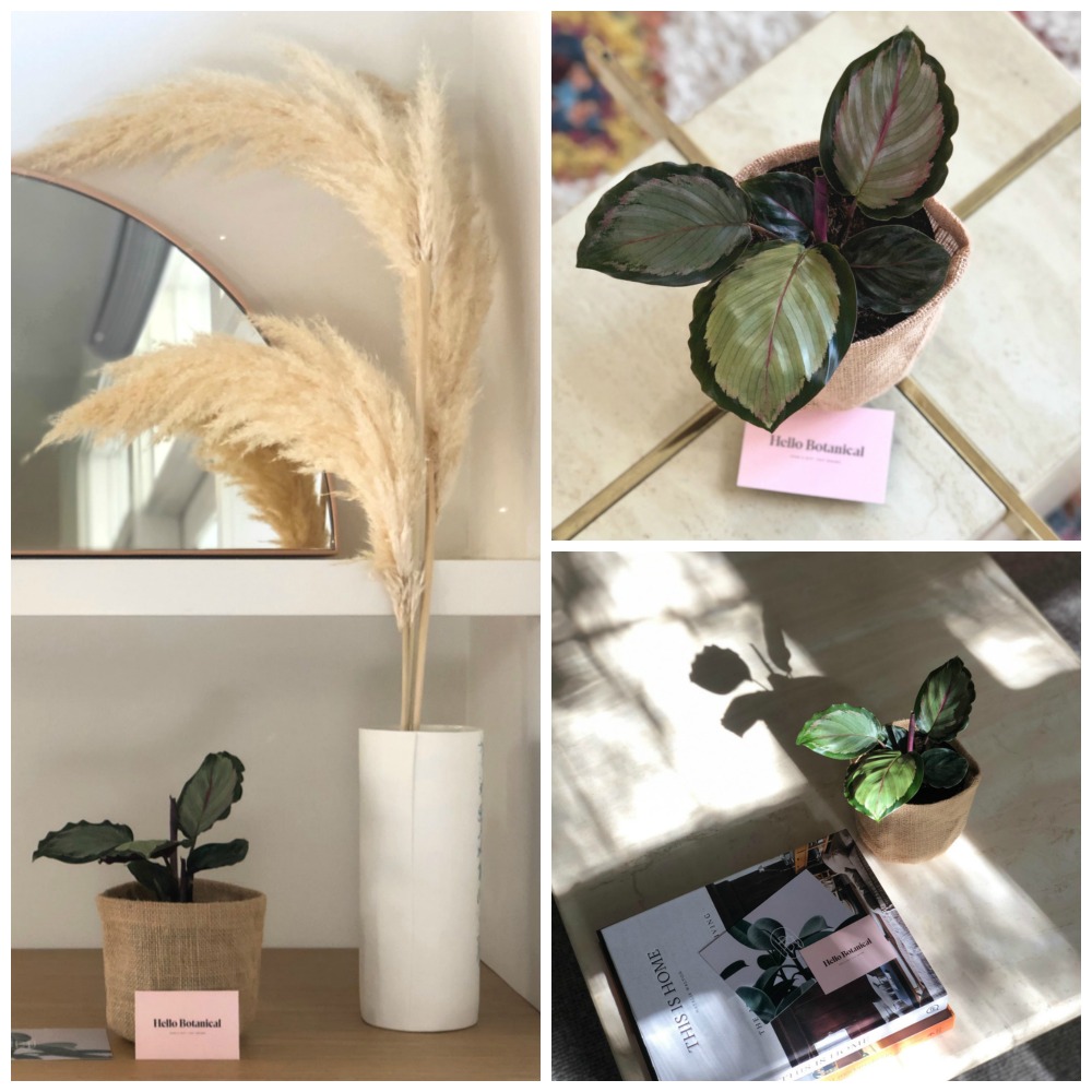 indoor plant styling melbourne